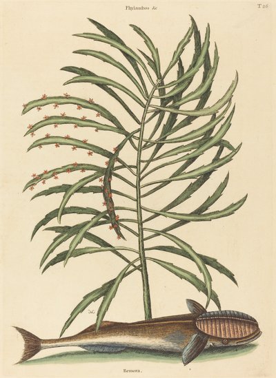 Imevä kala (Echeneis naucratis) tekijältä Mark Catesby
