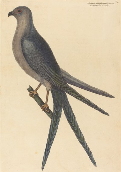 Swallow Tail Hawk Falco furcatus, julkaistu 1754. tekijältä Mark Catesby