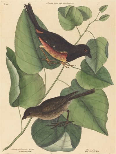 Towhe-lintu (Fringilla erythrophthalma) tekijältä Mark Catesby