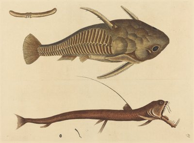 Viper-mouth Silurus cataphractus, julkaistu 1731-1743. tekijältä Mark Catesby