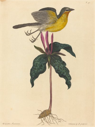 The Yellow-breasted Chat, julkaistu 1754. tekijältä Mark Catesby
