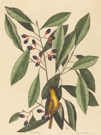 Keltatiainen (Motacilla trochilus) tekijältä Mark Catesby