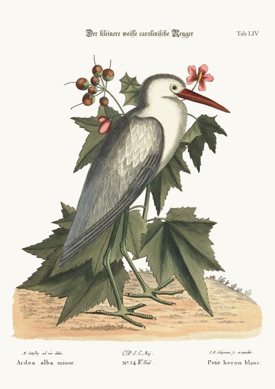 Pieni valkoinen harmaahaikara, 1749-73 tekijältä Mark Catesby