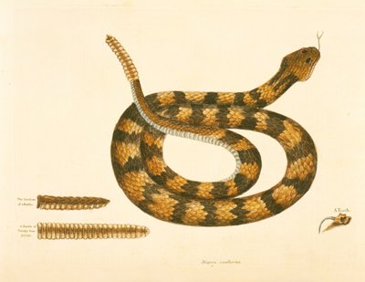 Viper Caudison Snake, Rattlesnake, levy 41, vol. 1, "Carolinan, Floridan ja Bahaman luonnonhistoriasta" tekijältä Mark Catesby