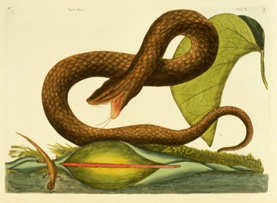 Viper Fusca, levy 45, voi. 1, artikkelista "Carolinan, Floridan ja Bahaman luonnonhistoria" tekijältä Mark Catesby