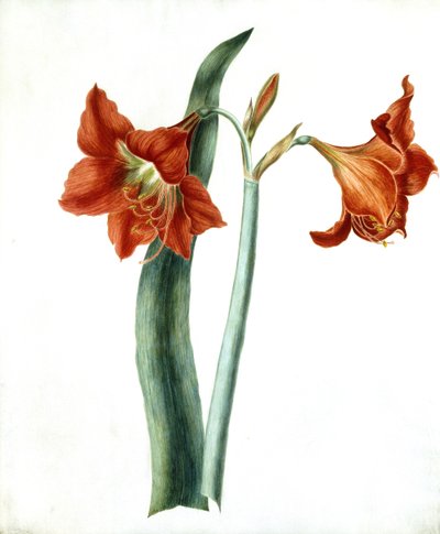 Amaryllis, noin 1790 tekijältä Martha Tuthill