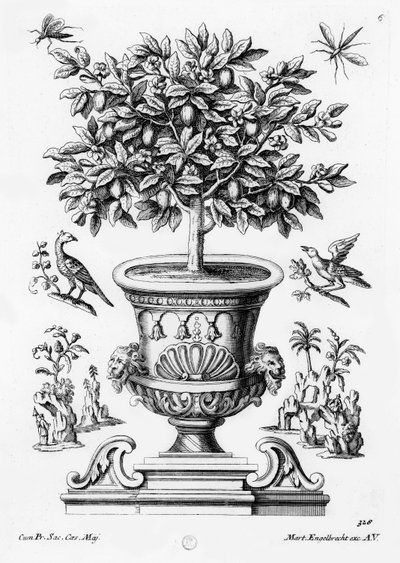 Sitruspuut, n. 1735 tekijältä Martin Engelbrecht