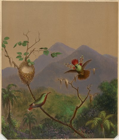 Brasilian Hummingbirds III tekijältä Martin Johnson Heade