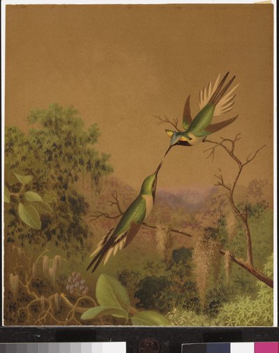 Brasilian hummingbirds IV tekijältä Martin Johnson Heade