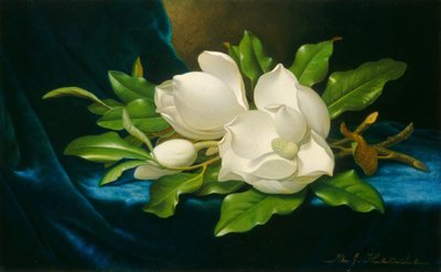 Jättimäiset magnoliat sinisellä samettikankaalla, n. 1890. tekijältä Martin Johnson Heade