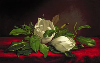 Magnolia tekijältä Martin Johnson Heade