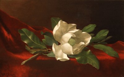 Magnolia, n.1885-95 (öljy kankaalle) tekijältä Martin Johnson Heade