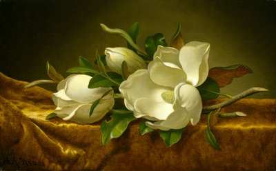 Magnoliat kultaisella samettikankaalla, n. 1888-1890 (öljy kankaalle) tekijältä Martin Johnson Heade