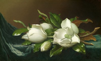 Magnoliat vaaleansinisellä samettikankaalla tekijältä Martin Johnson Heade