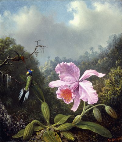 Asetelma orkidean ja kolibriparin kanssa, noin 1890-luku tekijältä Martin Johnson Heade