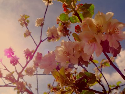 Baumblüten2 tekijältä Martina Konitzky