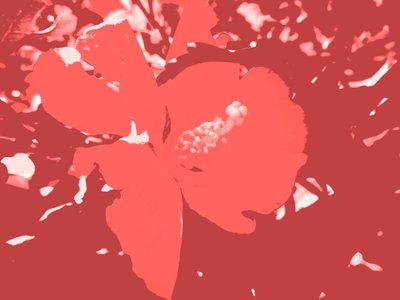 Blüte tekijältä Martina Konitzky