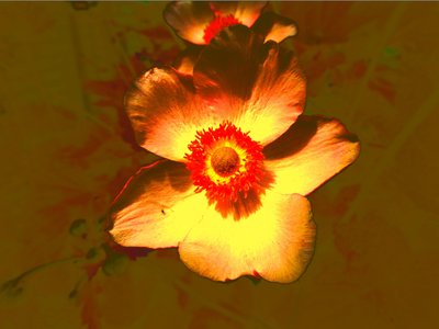 Blume tekijältä Martina Konitzky