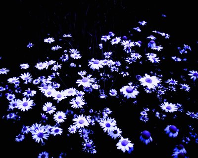 Blumen am Feldrand tekijältä Martina Konitzky