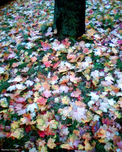 Herbst tekijältä Martina Konitzky