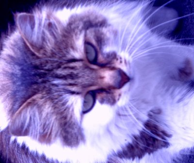 Kitty Lila tekijältä Martina Konitzky