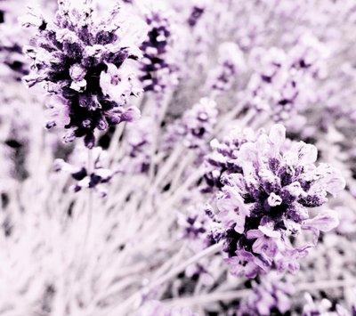 Lavendel Lila Silber tekijältä Martina Konitzky