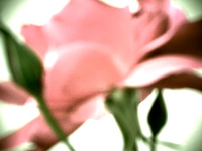 Rose Pastell tekijältä Martina Konitzky