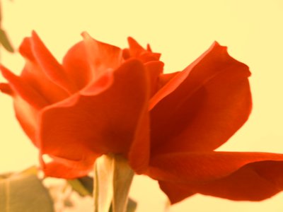 Rose Digitale Kunst tekijältä Martina Konitzky