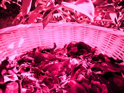 Ruusun terälehtiä potpourri tekijältä Martina Konitzky