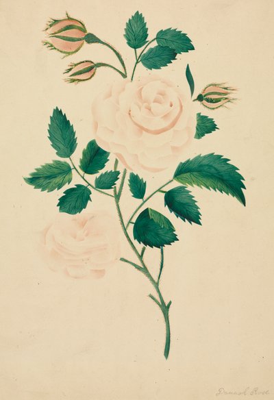 Damaskonruusu. tekijältä Mary Altha Nims