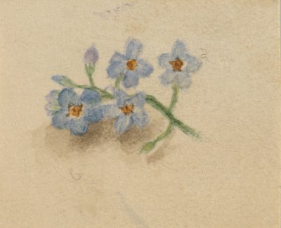 (Untitled) tekijältä Mary Vaux Walcott