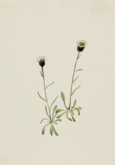 Aleuttikirppu erigeron unalaschensis, n.d. tekijältä Mary Vaux Walcott