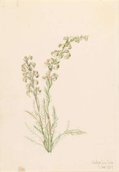 Alpine Fernlife (Pedicularis contorta) tekijältä Mary Vaux Walcott