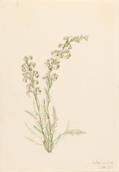 Alpine Fernlife Pedicularis contorta, 1907. tekijältä Mary Vaux Walcott