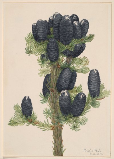 Alppikuusi (Abies lasiocarpa) tekijältä Mary Vaux Walcott