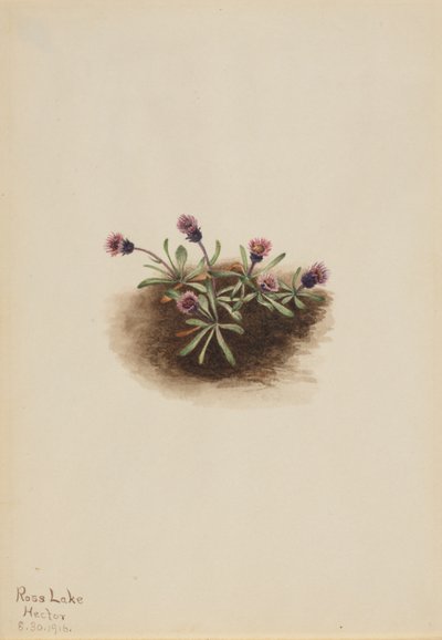 Alppikirppu (Erigeron unalaschcensis) tekijältä Mary Vaux Walcott