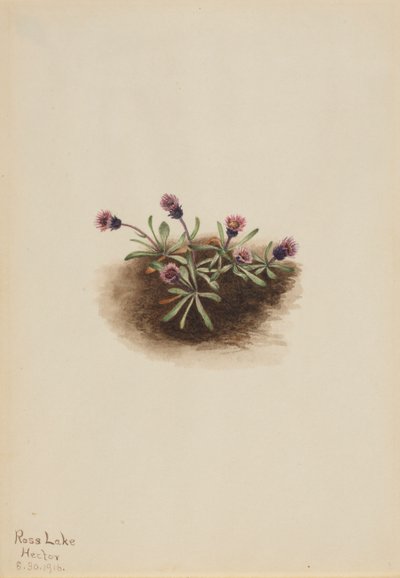 Alpine Fleabane Erigeron unalaschcensis, 1916. tekijältä Mary Vaux Walcott