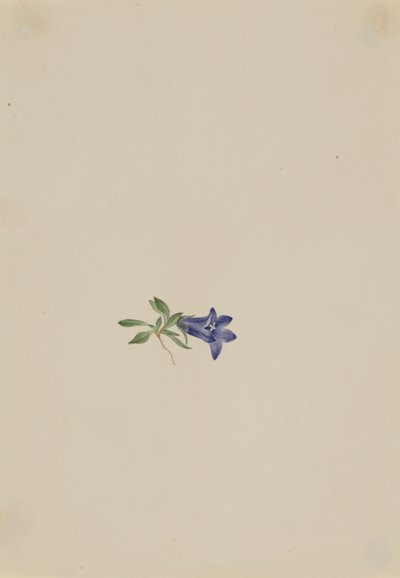 Alpine Harebell Campanula lasiocarpa, n.d. tekijältä Mary Vaux Walcott