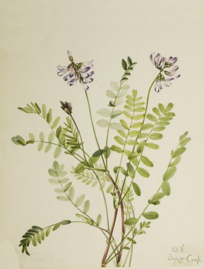Alppipiippa Astragalus alpinus, 1921. tekijältä Mary Vaux Walcott