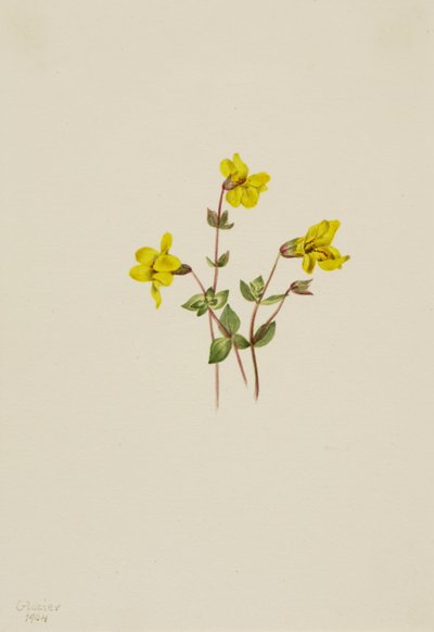 Alpine Monkey Flower Mimulus caespitosus, 1904. tekijältä Mary Vaux Walcott