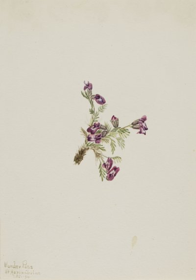 Alppipistiäinen (Oxytropis podocarpa) tekijältä Mary Vaux Walcott