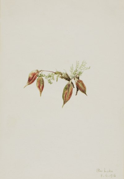 Alppipistiäinen (Oxytropis podocarpa) tekijältä Mary Vaux Walcott