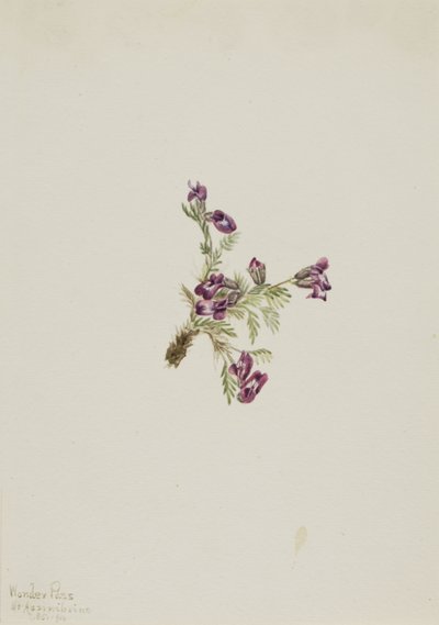 Alpine Pointvetch Oxytropis podocarpa, 1916. tekijältä Mary Vaux Walcott