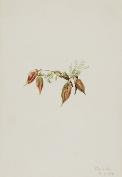Alpine Pointvetch Oxytropis podocarpa, 1918. tekijältä Mary Vaux Walcott