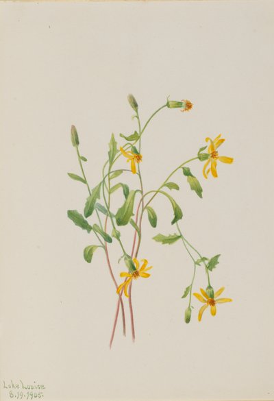 Alpine Ragwort (Senecio lajit) tekijältä Mary Vaux Walcott