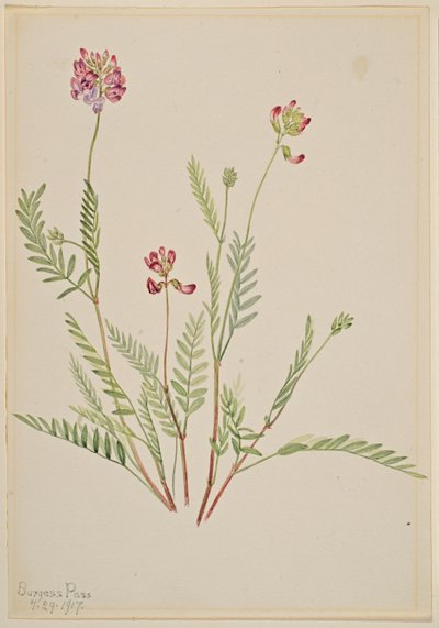 Alppivehnä (Astragalus bourgovii) tekijältä Mary Vaux Walcott