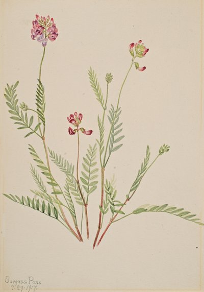 Alppivirna Astragalus bourgovii, 1917. tekijältä Mary Vaux Walcott