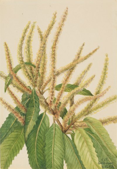 Amerikan kastanja (Castanea dentata) tekijältä Mary Vaux Walcott
