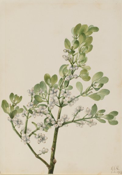 American Mistletoe Phoradendron flavescens, 1923. tekijältä Mary Vaux Walcott