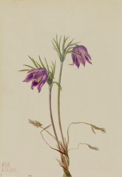 Amerikkalainen Pasqueflower Pulsatilla ludoviciana, 1922. tekijältä Mary Vaux Walcott